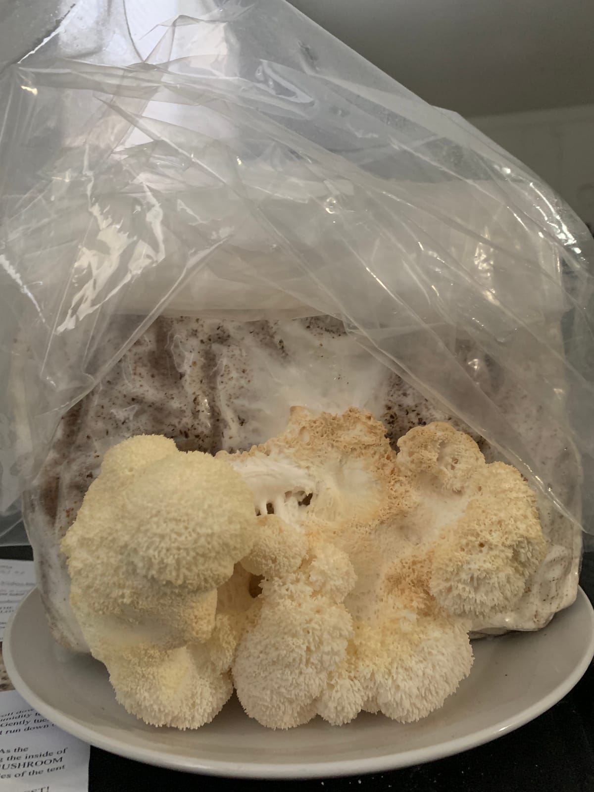 Mushroom Man LLC, Lion's Mane Mushroom Kit customer photo 1