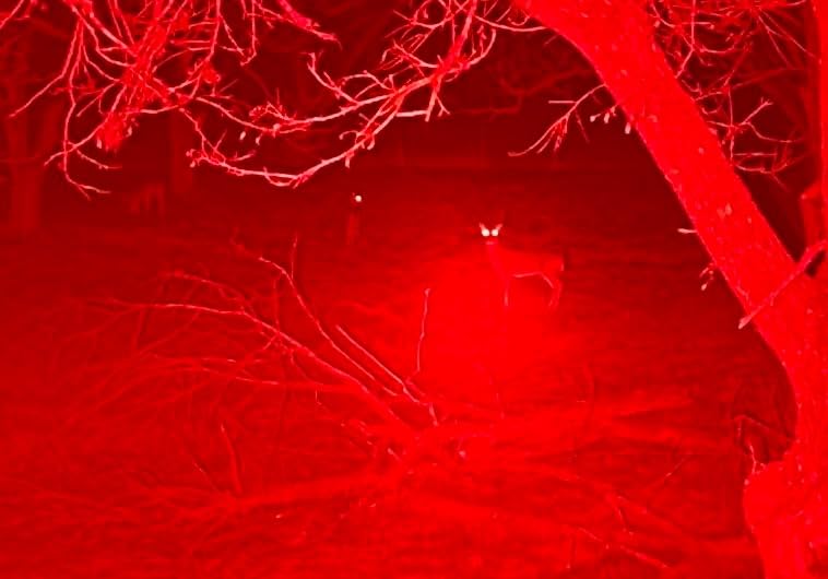 CREE Red Hunting Light Tactical Flashlight, 250 Yards | Hunting Light for Coyote Hog Varmint Predator, Night Beam Rifle Hunting, Pressure Switch, Scope Mount customer photo 2
