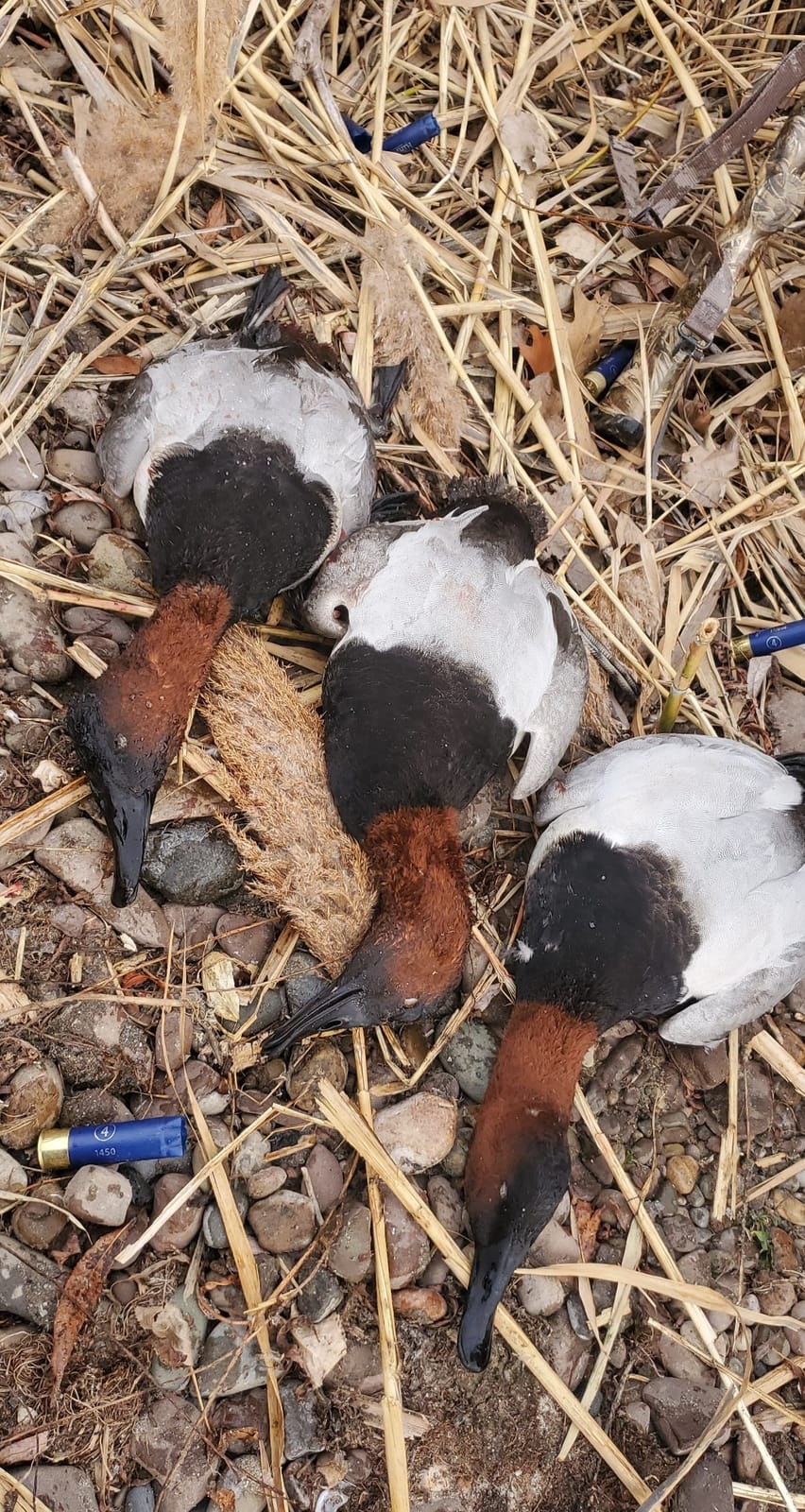 Avian X Topflight Canvasbacks Decoys Replicated Real Duck Bird Pack, Weight Forward Swim Keel Realistic Movement Design, Set of 6, Multicolor customer photo 1