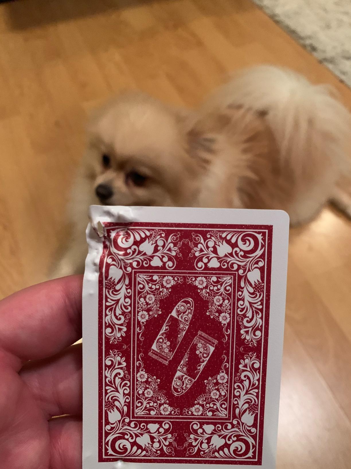 Bullets Playing Cards | Waterproof Plastic Playing Cards - 2 Decks Poker Size with Jumbo Index customer photo 1