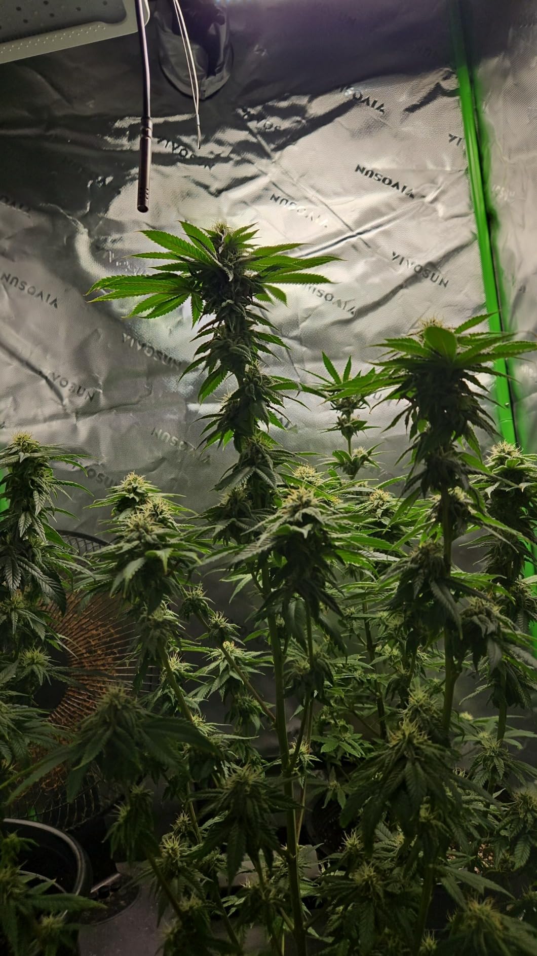 Humboldts Secret Starter Kit Pack, Plant Fertilizer & Hydroponic Nutrients customer photo 1