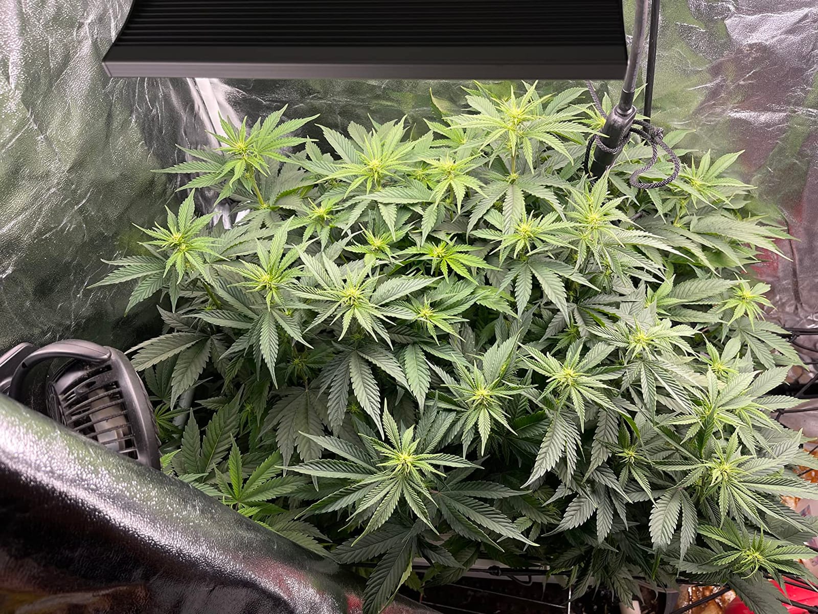 Humboldts Secret Starter Kit Pack, Plant Fertilizer & Hydroponic Nutrients customer photo 2