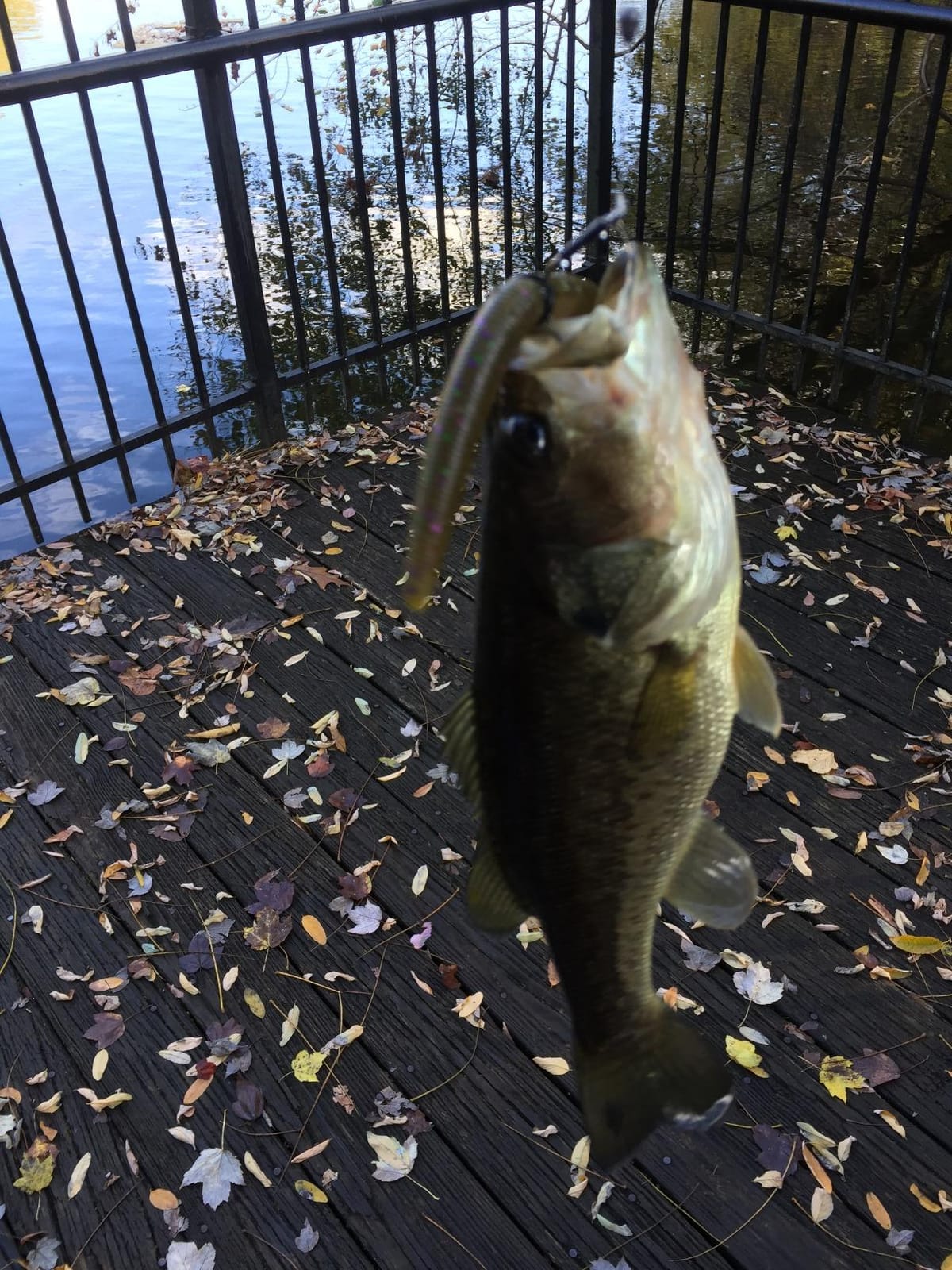 Harmony Fishing - Razor Series Wacky Weedless WG Hooks - The Ultimate Bass Fishing Hooks for The Wacky Rig & Neko Rig customer photo 1