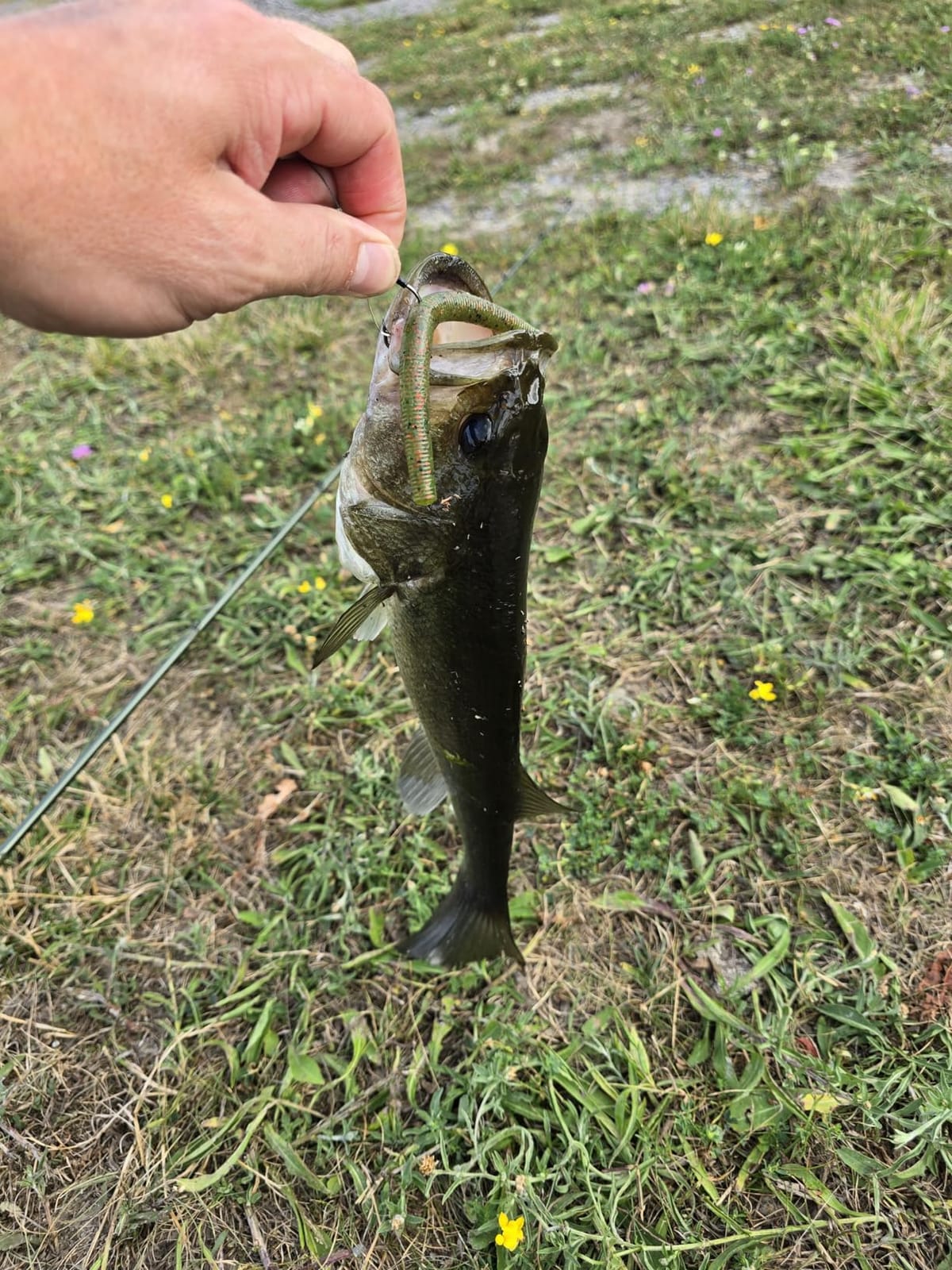 Harmony Fishing - Razor Series Wacky Weedless WG Hooks - The Ultimate Bass Fishing Hooks for The Wacky Rig & Neko Rig customer photo 2