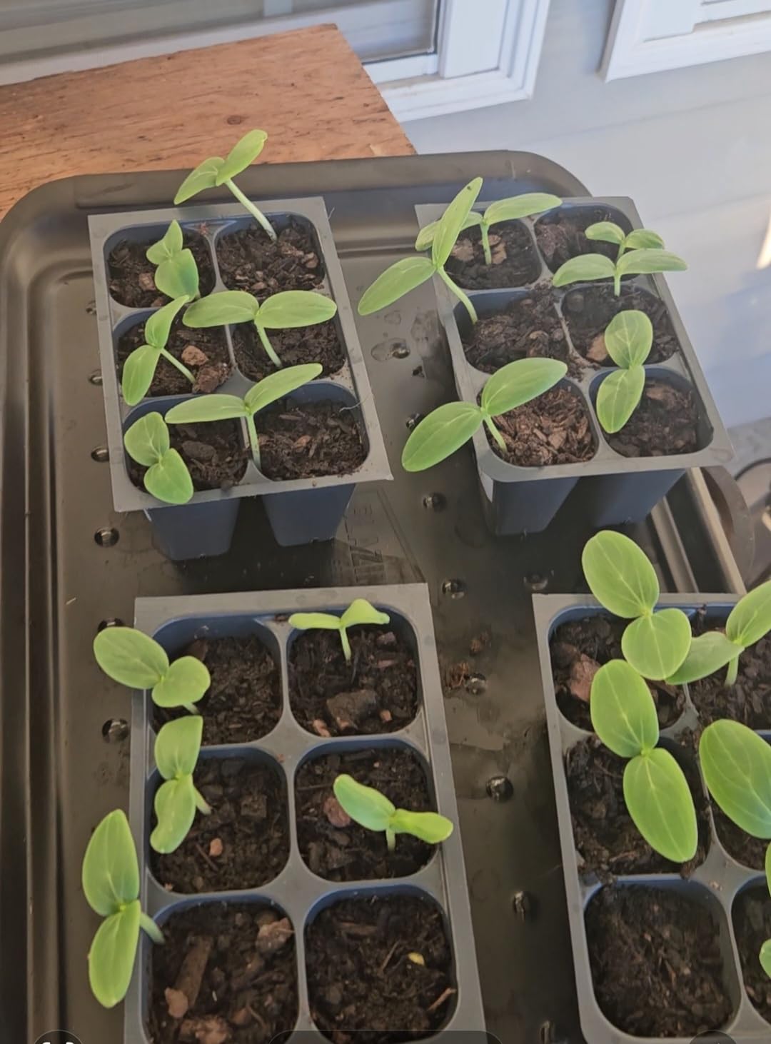Seed Starter Trays, 144 Cells (24 Trays - 6 Cells Per Tray) + Plant Stakes customer photo 1