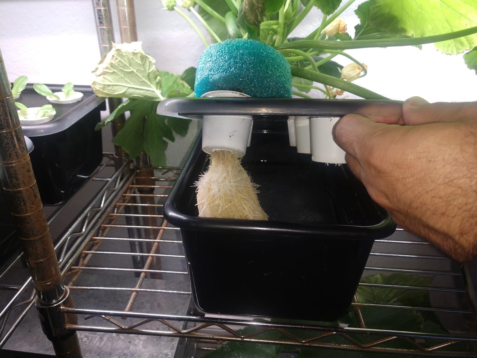 MASTERBLEND 4-18-38 Complete Combo Kit Fertilizer Bulk (12.5 Pound Kit) customer photo 2