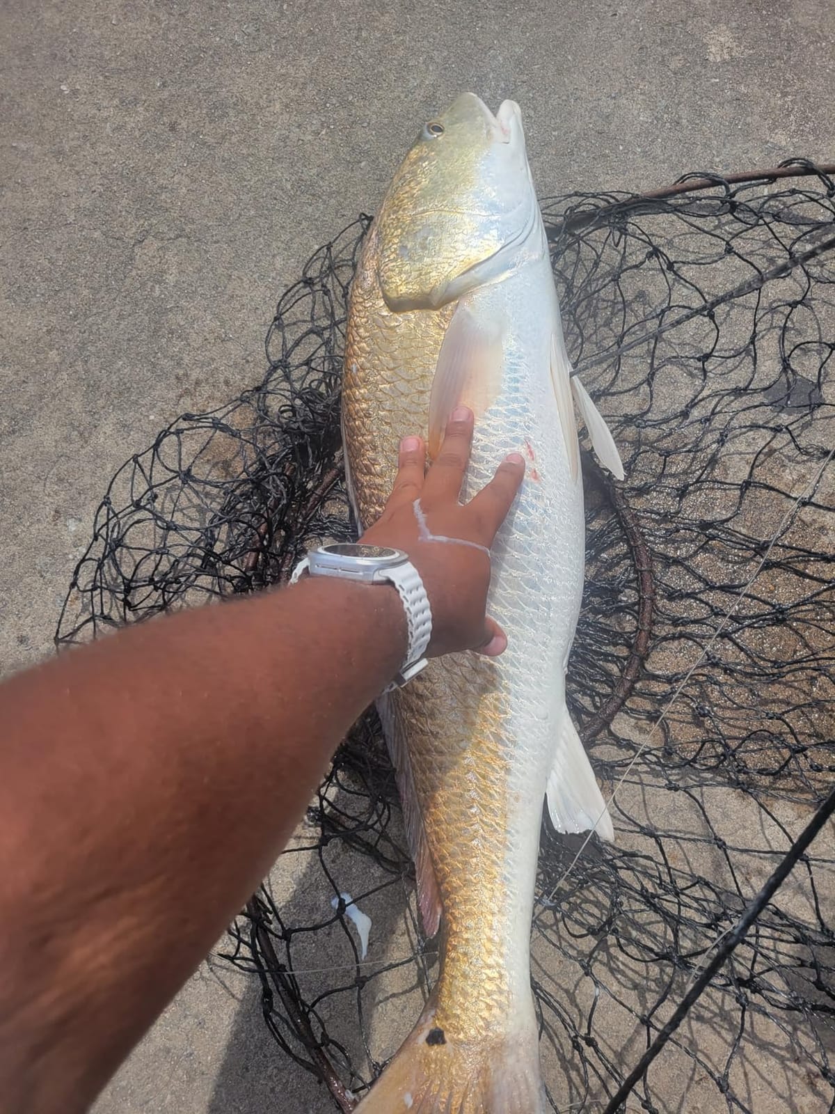 KastKing Sharky Baitfeeder III Spinning Reels with 5.5:1 Gear Ratio customer photo 1