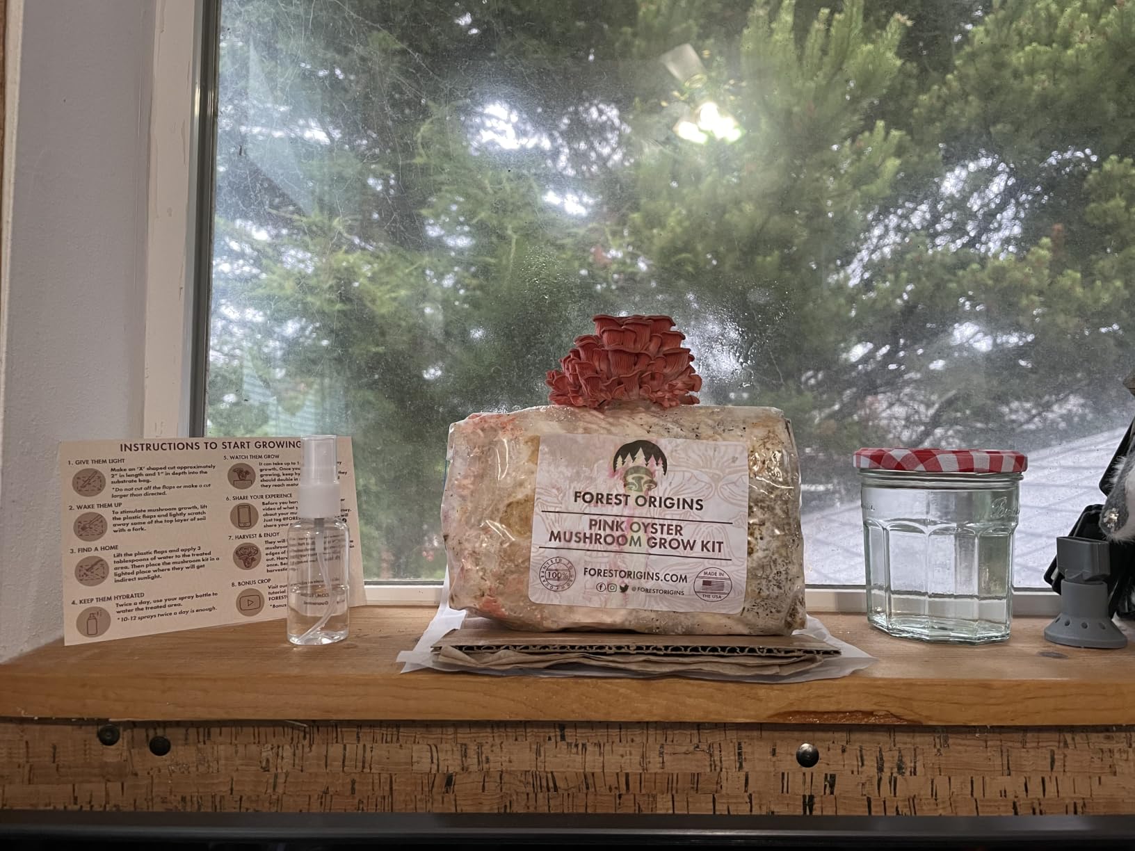 Forest Origins Pink Oyster Mushroom Grow Kit, Ready to Grow Indoors customer photo 1