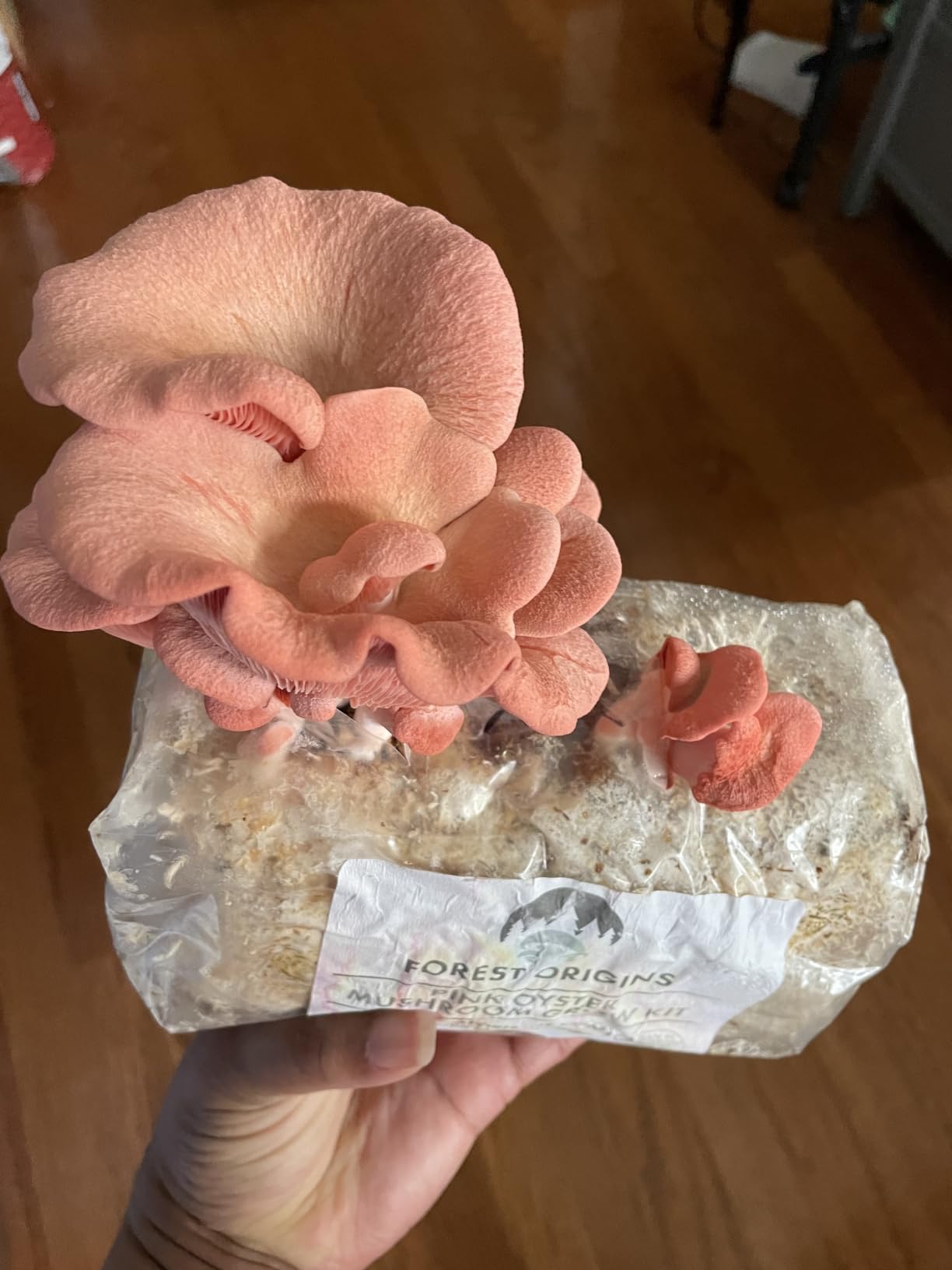 Forest Origins Pink Oyster Mushroom Grow Kit, Ready to Grow Indoors customer photo 2