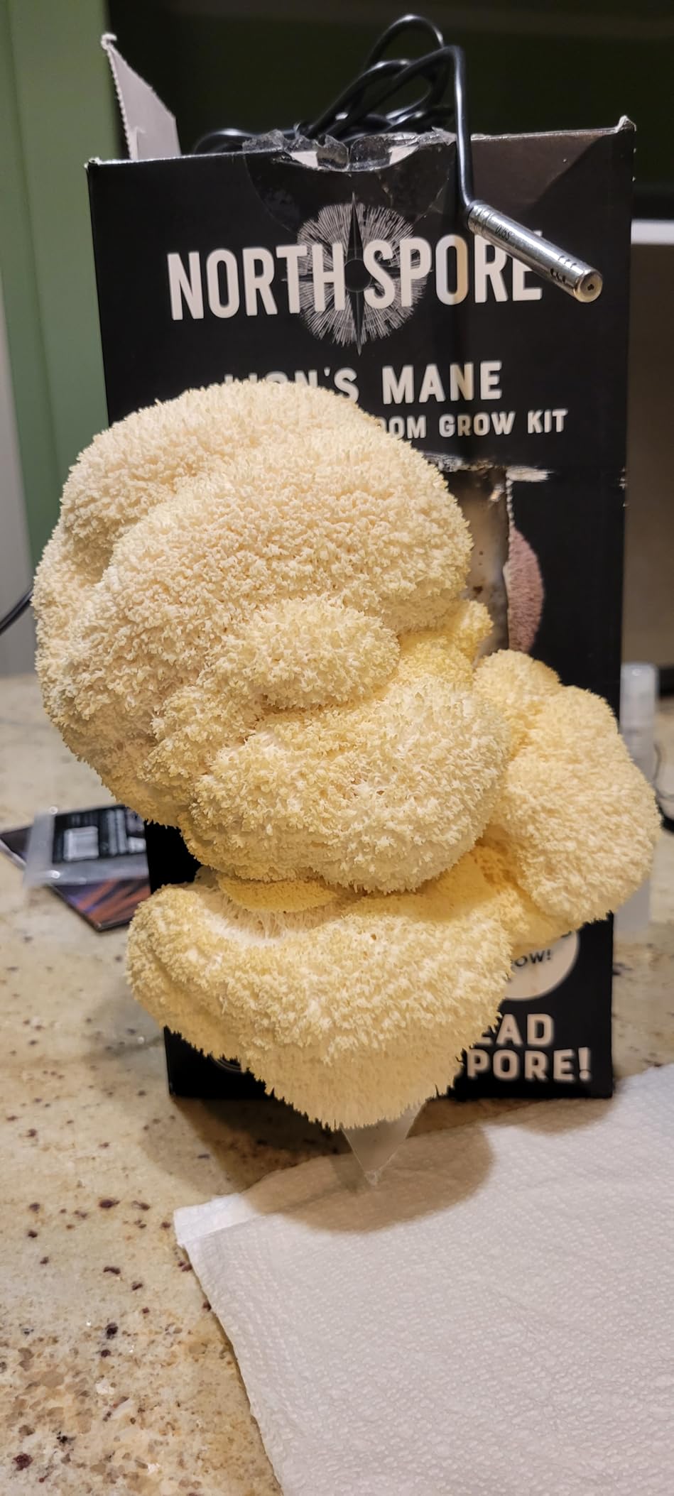 North Spore Organic Lion's Mane Mushroom Grow Kit, 4 lbs customer photo 2