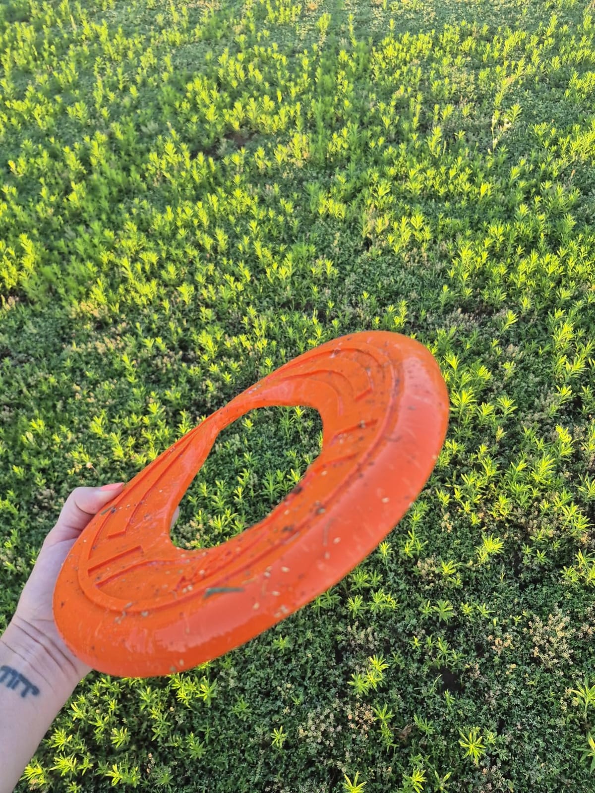 Nerf Dog Atomic Flyer Outdoor Dog Toy, 10 Inch Flying Disc Dog Fetch Toy, Rubber Dog Toy for Medium Dogs and Large Dogs, Green customer photo 2