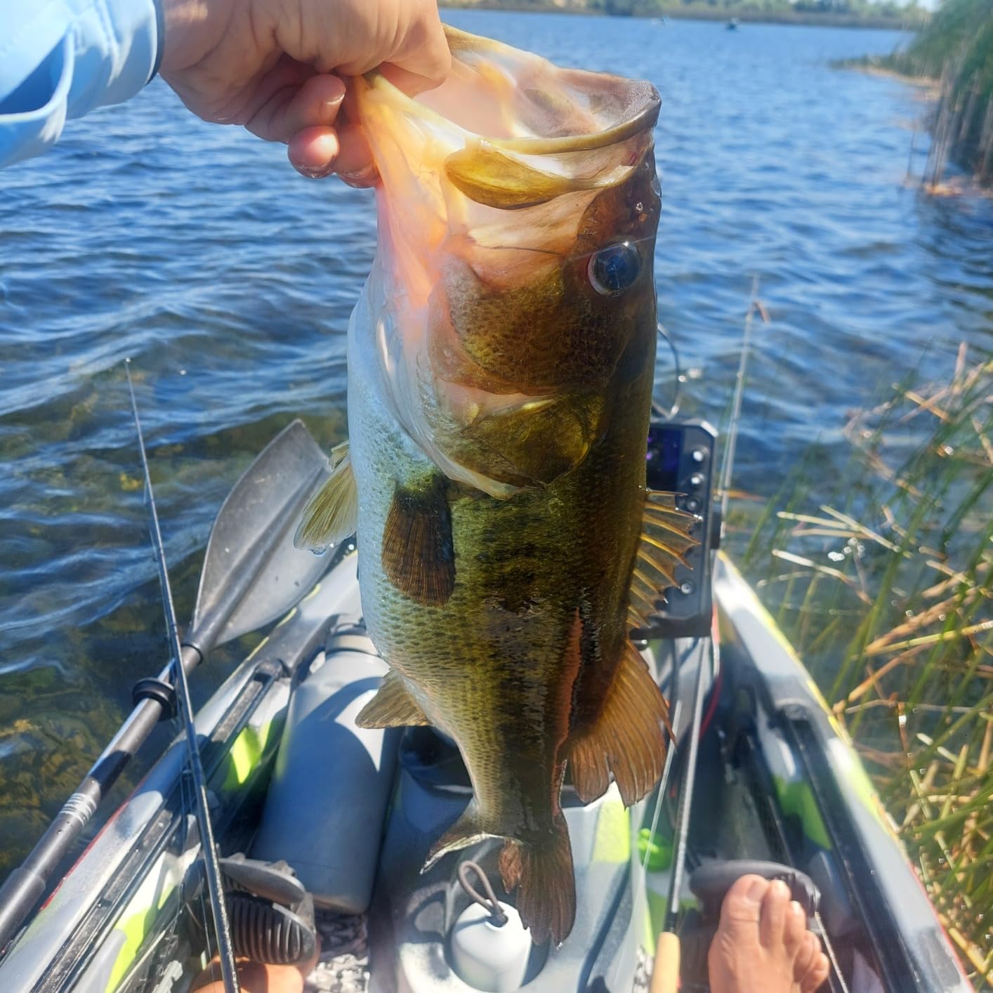 Lew's Strike King Lures KVD Toad Buzz Lure Freshwater 3 8 Oz 5 0 Hook Package of 1 customer photo 2