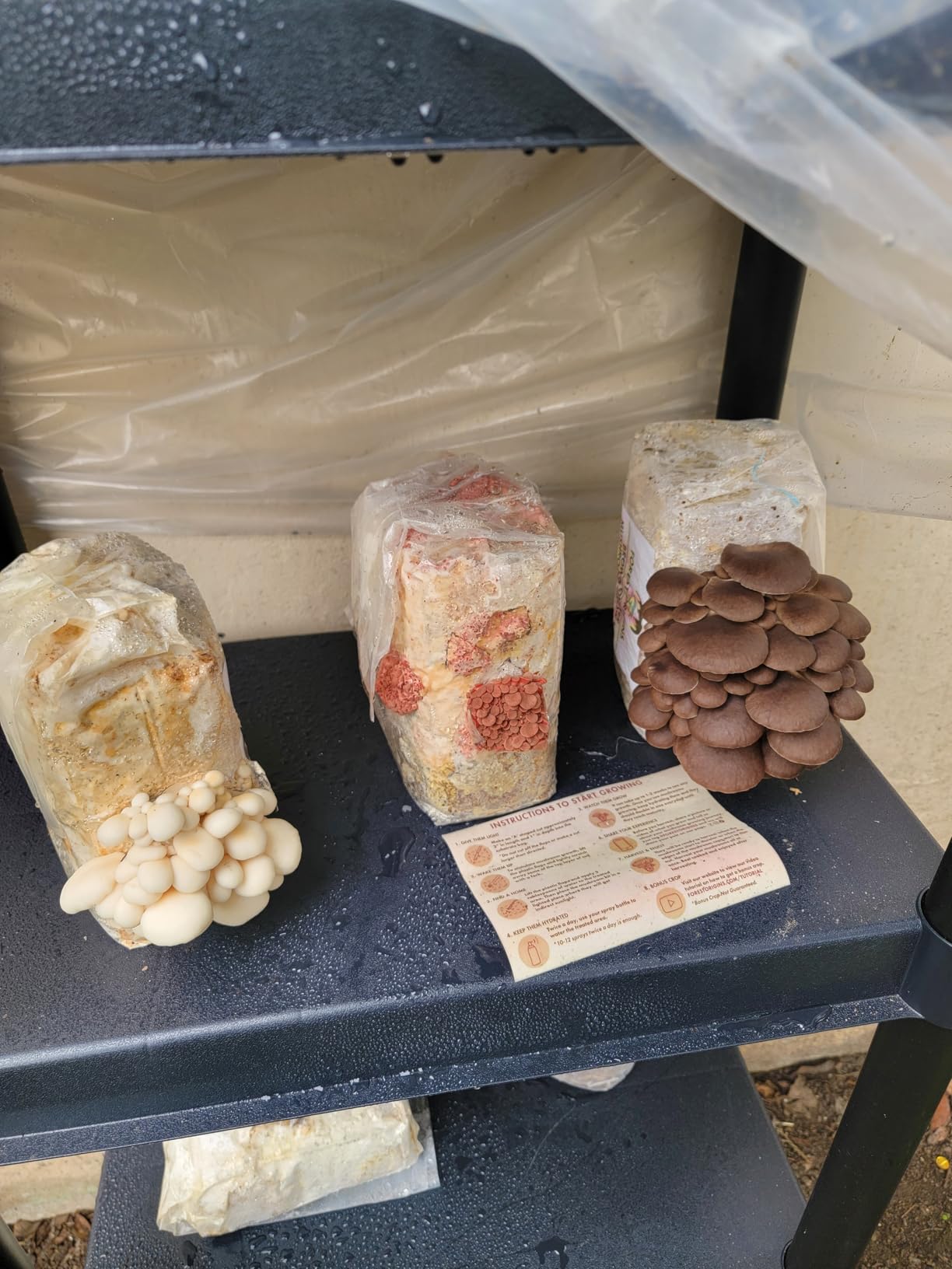 Forest Origins Specialty Trio Oyster Mushroom Kits, Pink Brown White 3-Pack customer photo 1