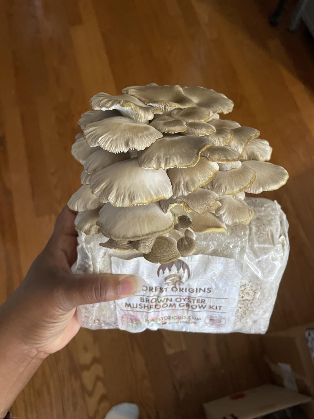 Forest Origins Specialty Trio Oyster Mushroom Kits, Pink Brown White 3-Pack customer photo 2