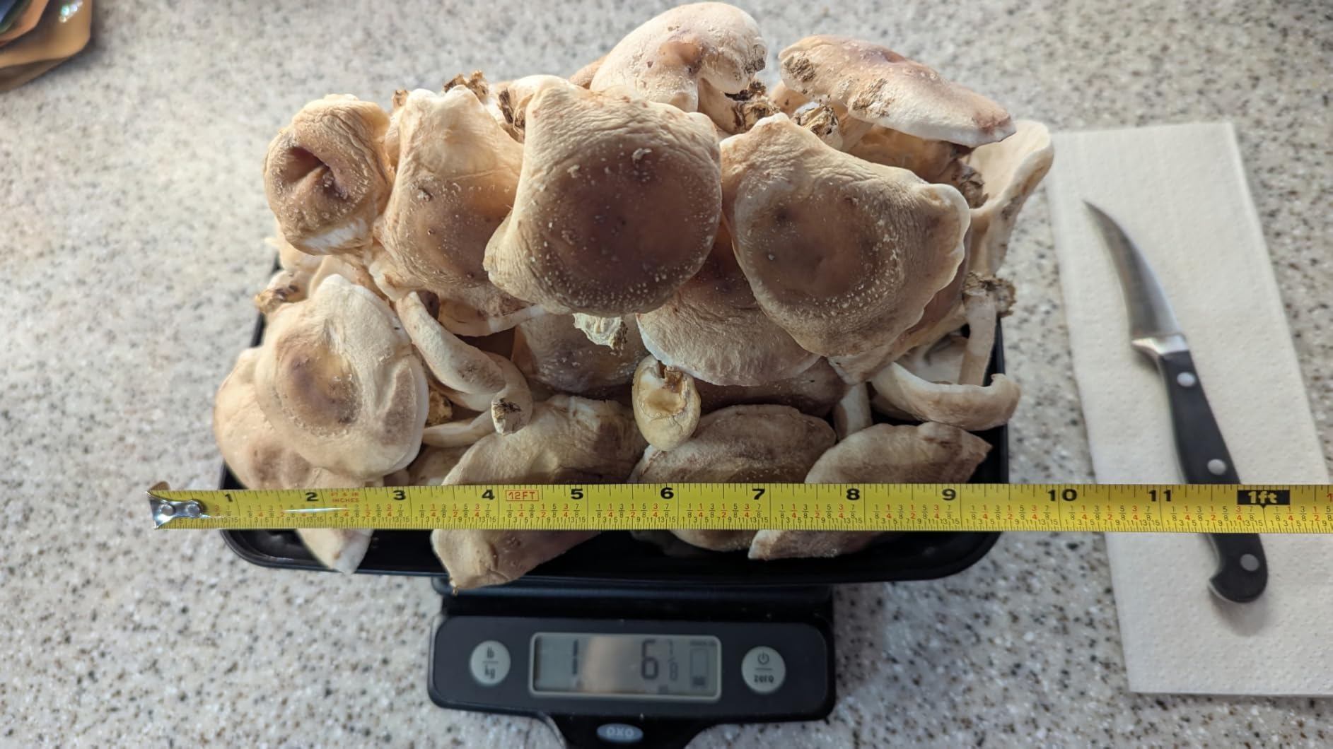 Root Mushroom Farm-Shiitake Mushroom Grow Kit-Starting Right Away Once Received customer photo 1