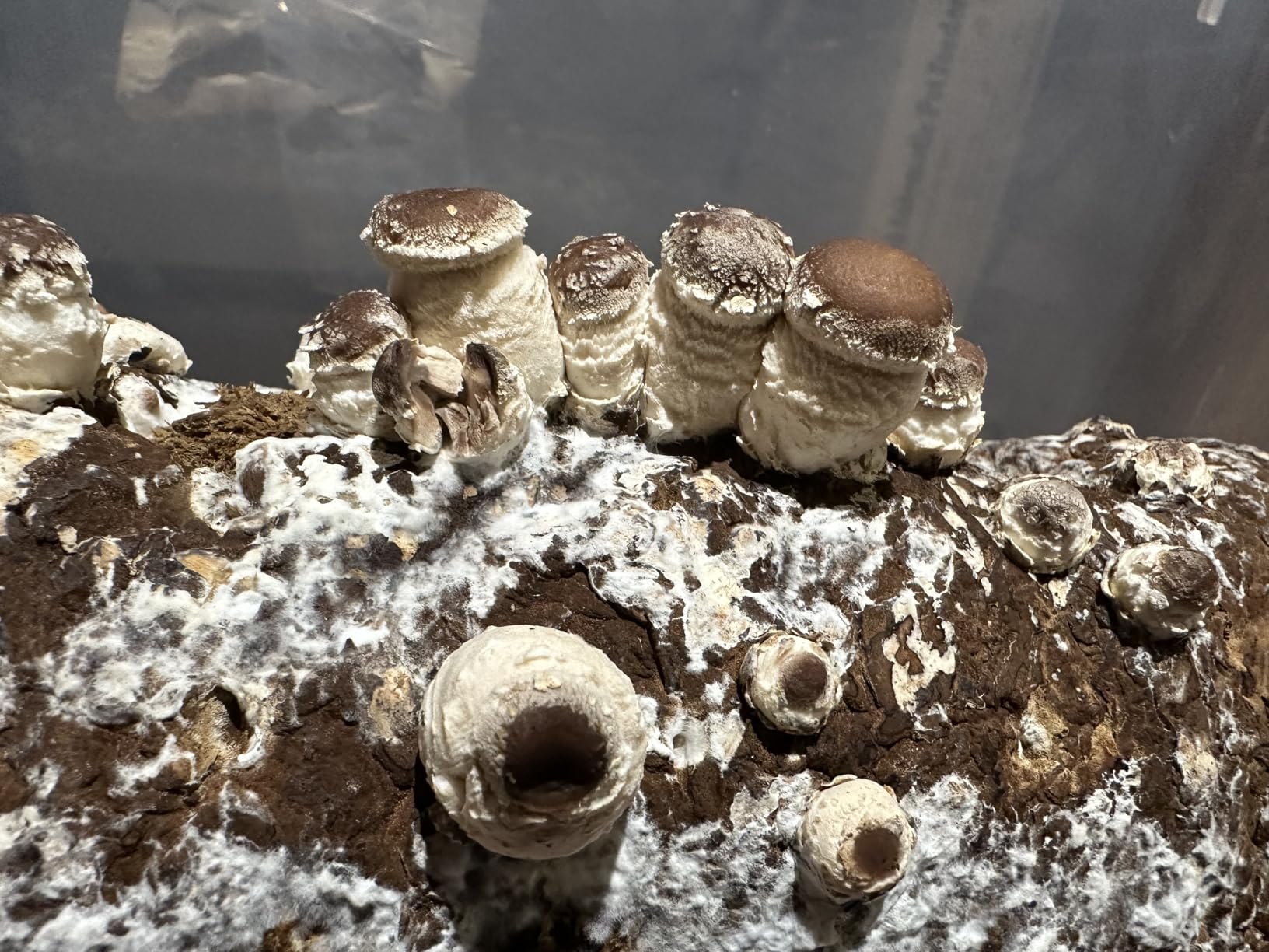 Root Mushroom Farm-Shiitake Mushroom Grow Kit-Starting Right Away Once Received customer photo 2