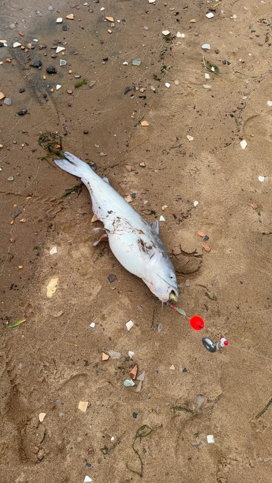 Triple S Channel Catfish Dip Bait Blood Flavor customer photo 1