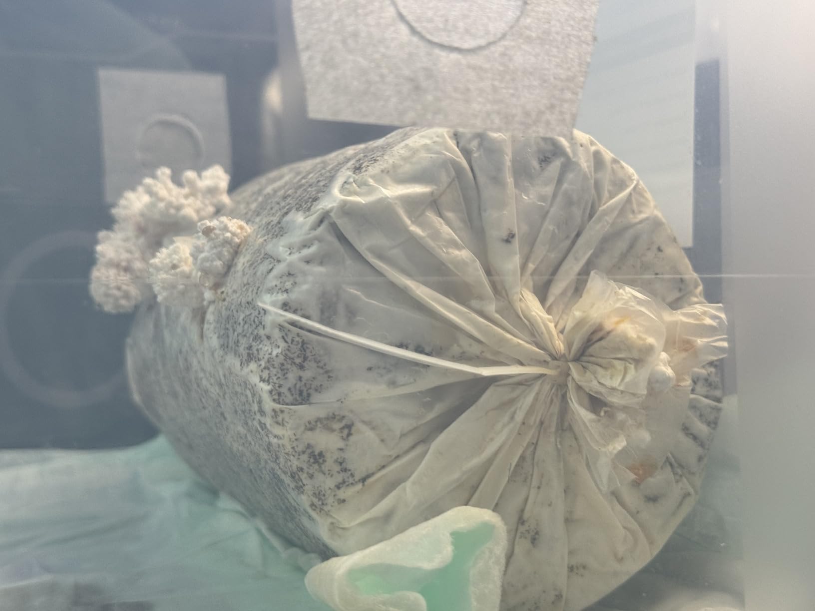 Lion’s Mane Mushroom Grow Kit, 4 lb (Packaging May Vary) customer photo 1
