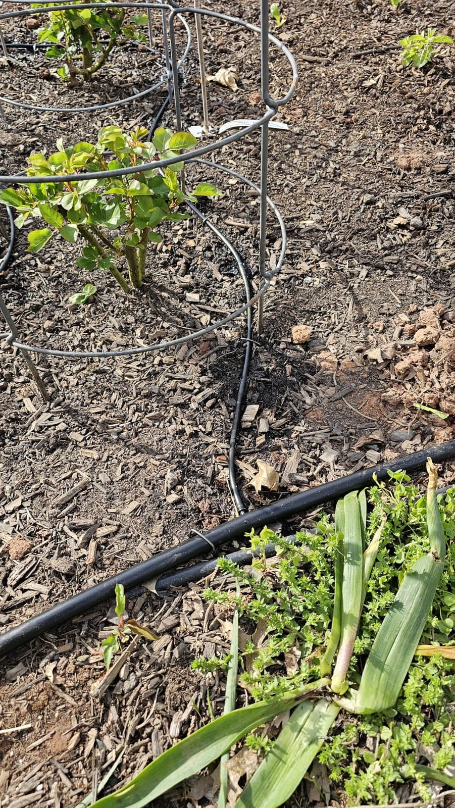 Rain Bird LNDDRIPKIT Drip Irrigation Kit customer photo 1