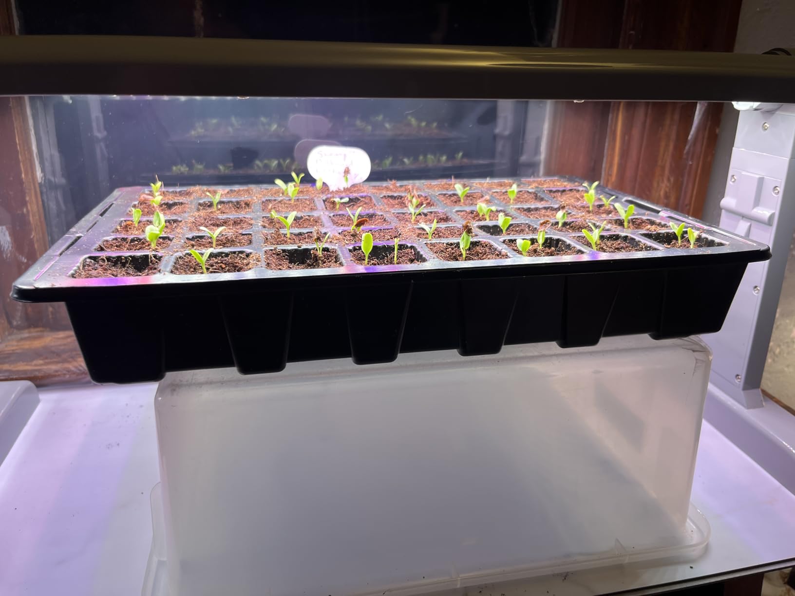 Gardzen 5-Set Seed Starter Tray Kits, Durable Plant Germination Trays with Humidity Vented Domes and Bases, Ideal for Seed Starting, Indoor Gardening, and Greenhouse (Total 200 Cells) customer photo 1