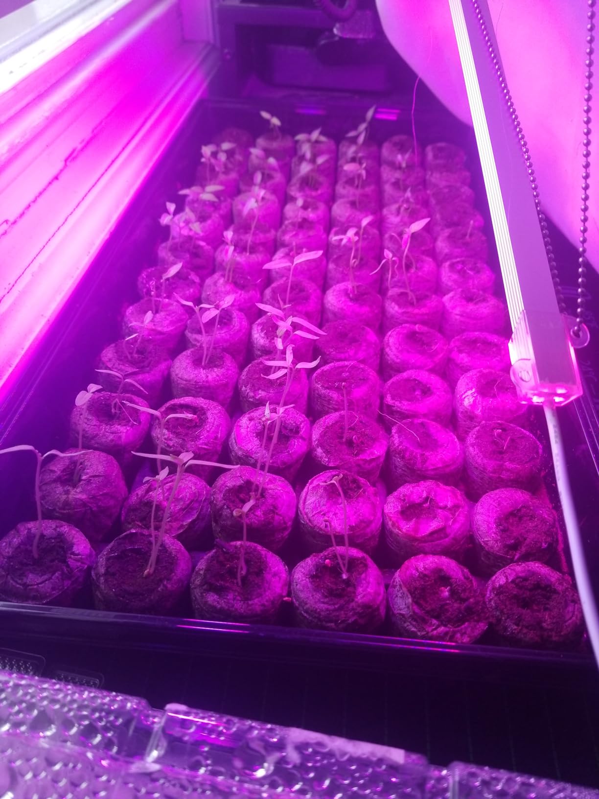 Ferry Morse Jiffy Seed Starting Greenhouse Tray Kit with 72 36mm Peat Pellets and Bonus SUPERthrive Sample + Plant Markers, 2 Pack, 144 Pellets Total customer photo 1
