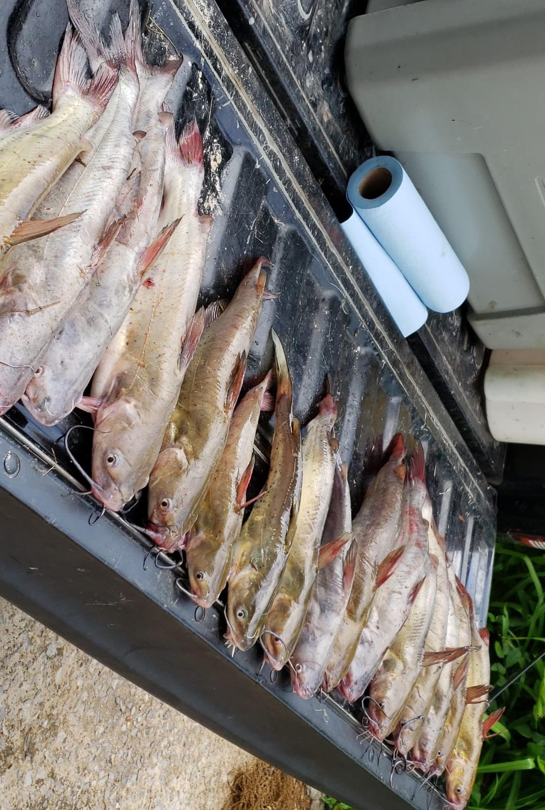 Suki Gizzard Catfish Punch Bait, 1 Pint, Needle Point, Catfish, Fishing Hook customer photo 1
