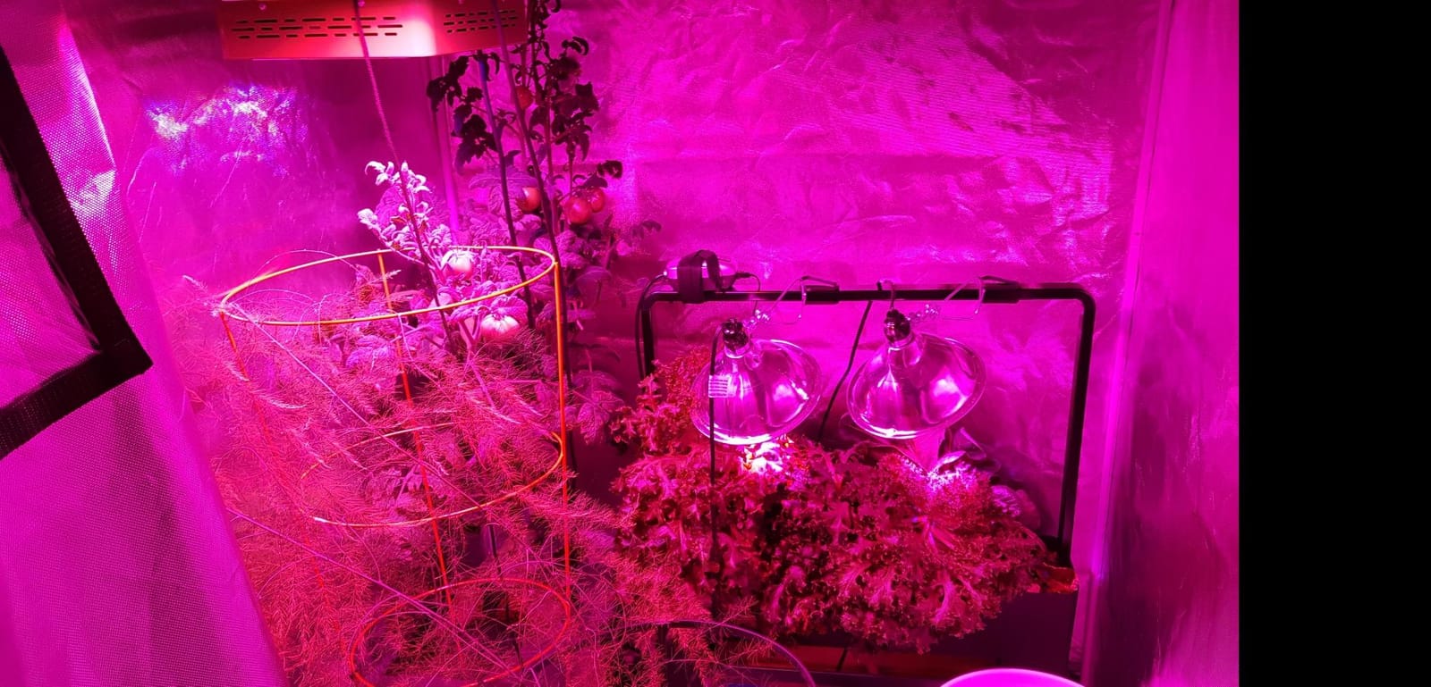 ATOUR 48”x24”x60” Grow Tent, Reflective 600D Mylar,Hydroponic Grow Tent with Observation Window and Floor Tray for Indoor Plant Growing 4’x2’ customer photo 1
