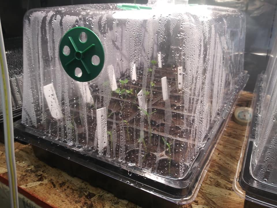 MIXC 10 Pack Humidity Dome 7