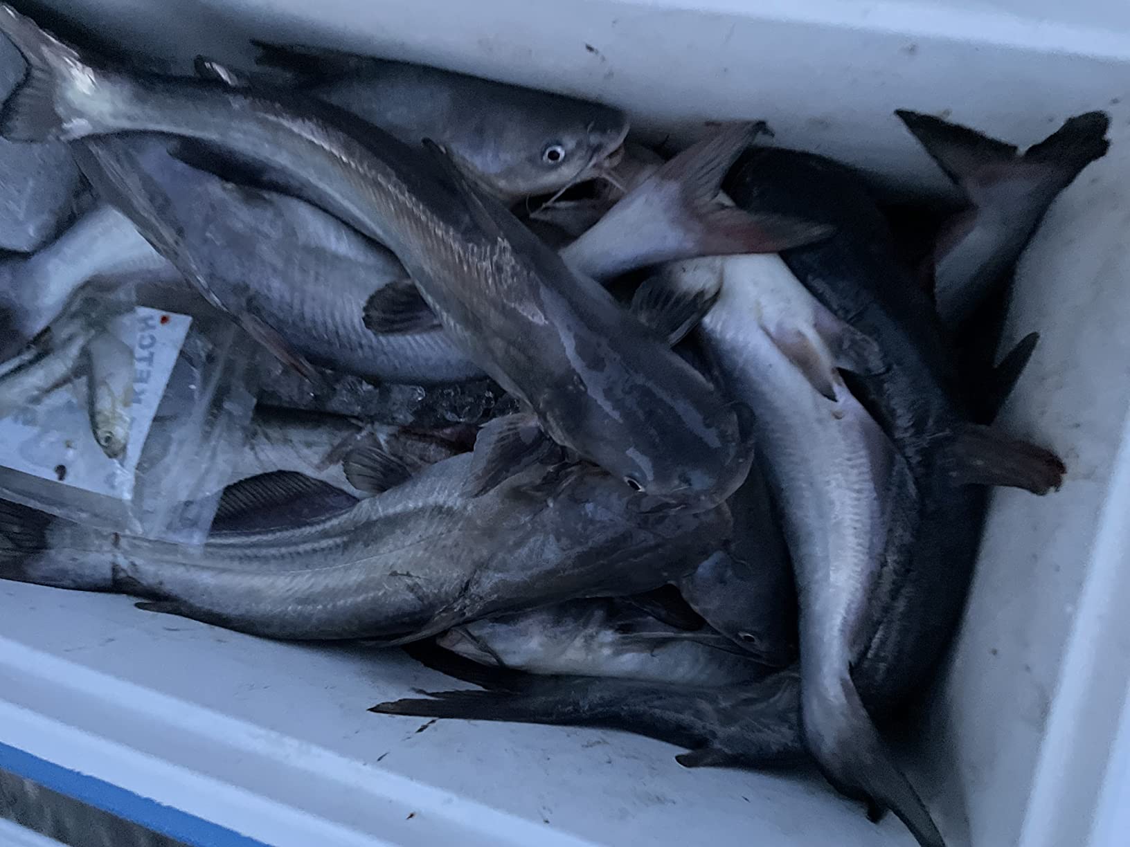 CJ's Catfish Shad Punch Bait, 1/2 Gallon customer photo 1