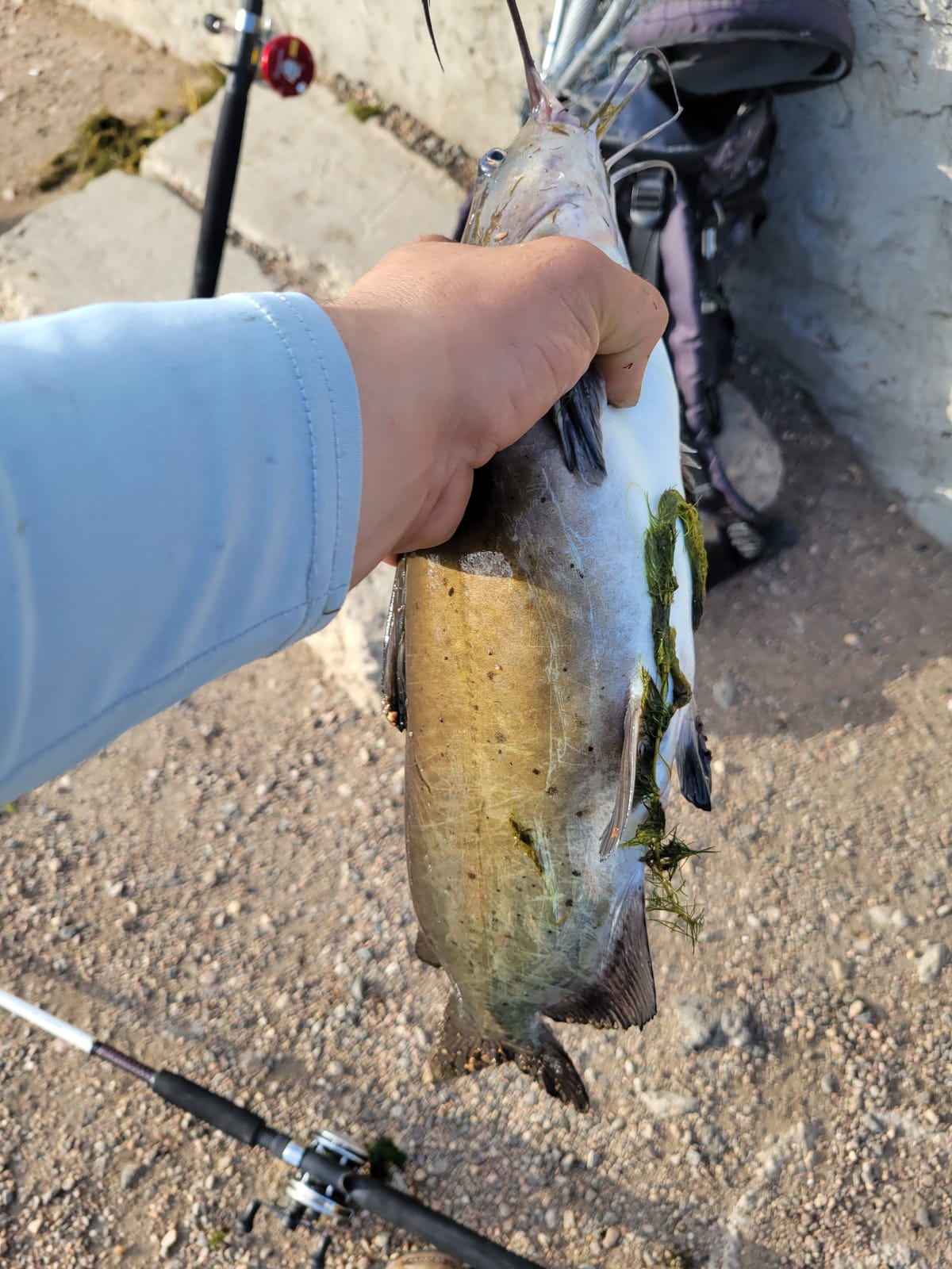 CJ's Catfish Shad Punch Bait, 1/2 Gallon customer photo 2