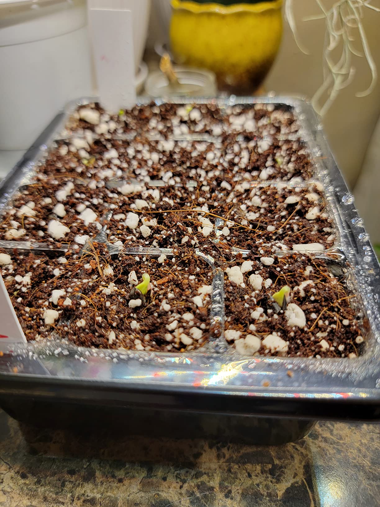 Urban Worm Coco Coir Soil Amendment and Bedding customer photo 1