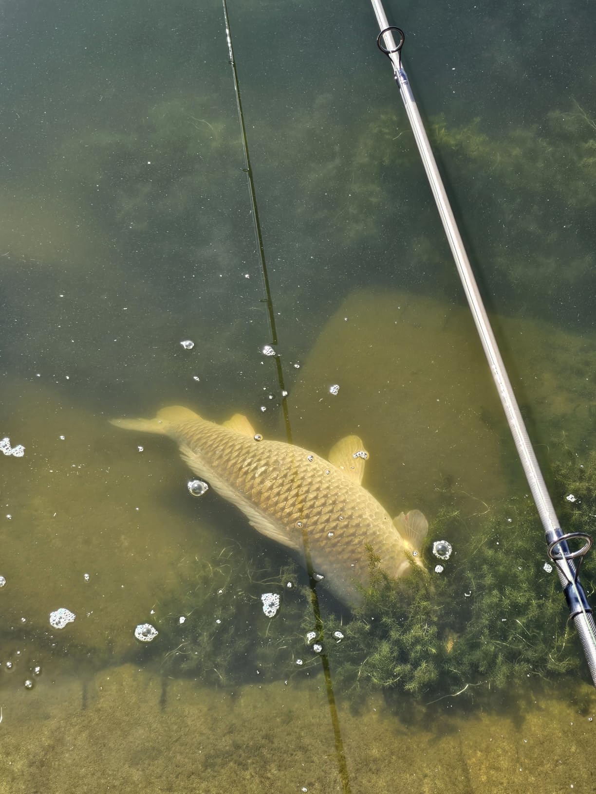 Daiwa Crosscast Tele Carp, Telescopic Carp Fishing Rod customer photo 2