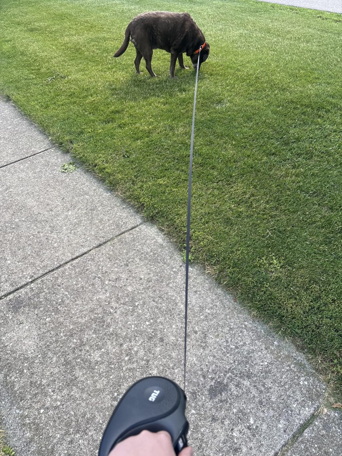 TUG Original Retractable Dog Leash, 16 ft (Medium, Green) | 360° Tangle-Free Retraction, 16 ft Tape, Quick Thumb Lock, Anti-Slip Handle, For Dogs Under 55 lbs customer photo 1