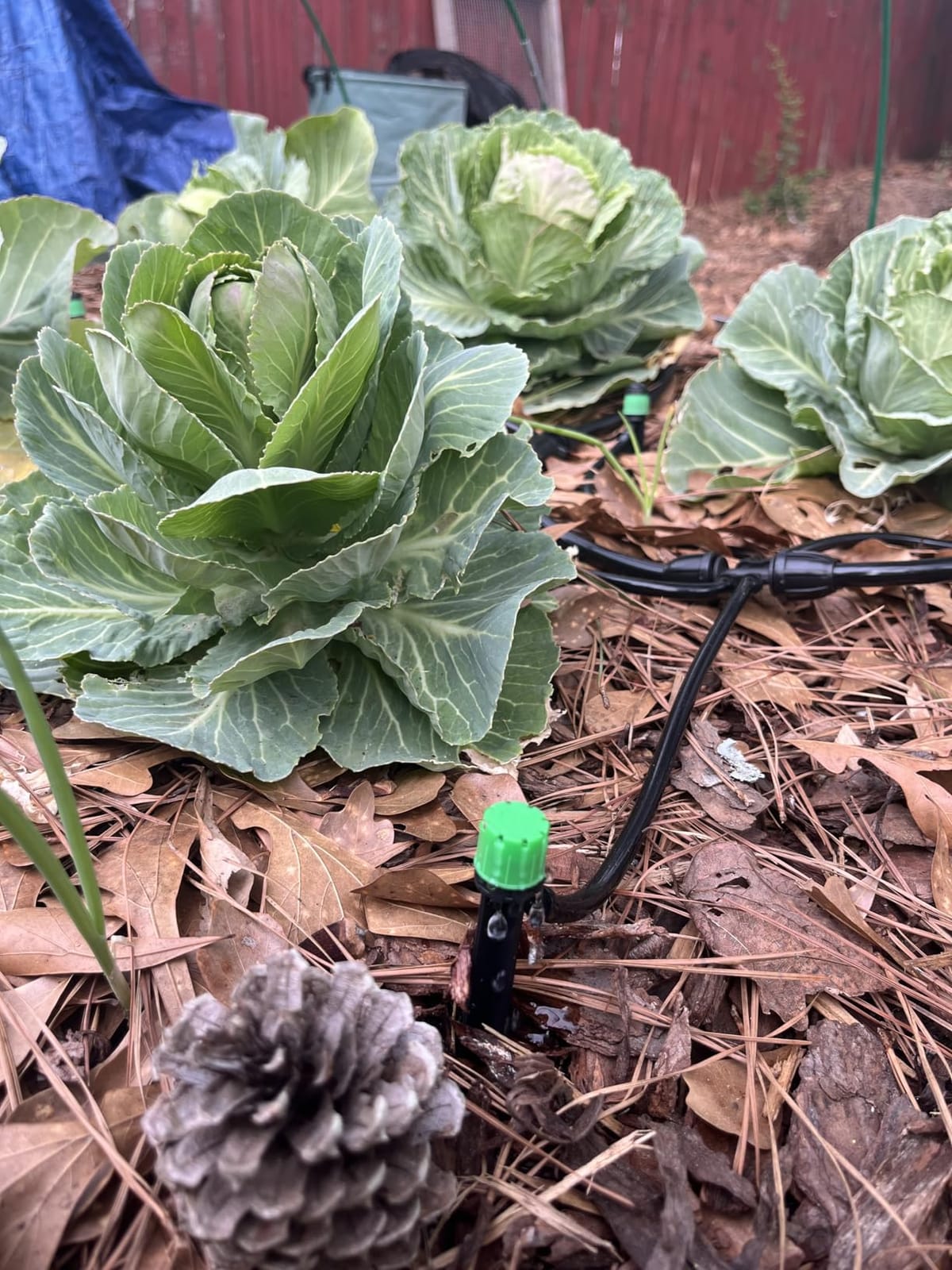 CARPATHEN Drip Irrigation System Kit for Garden Watering, Sprinkler, 100 ft customer photo 2