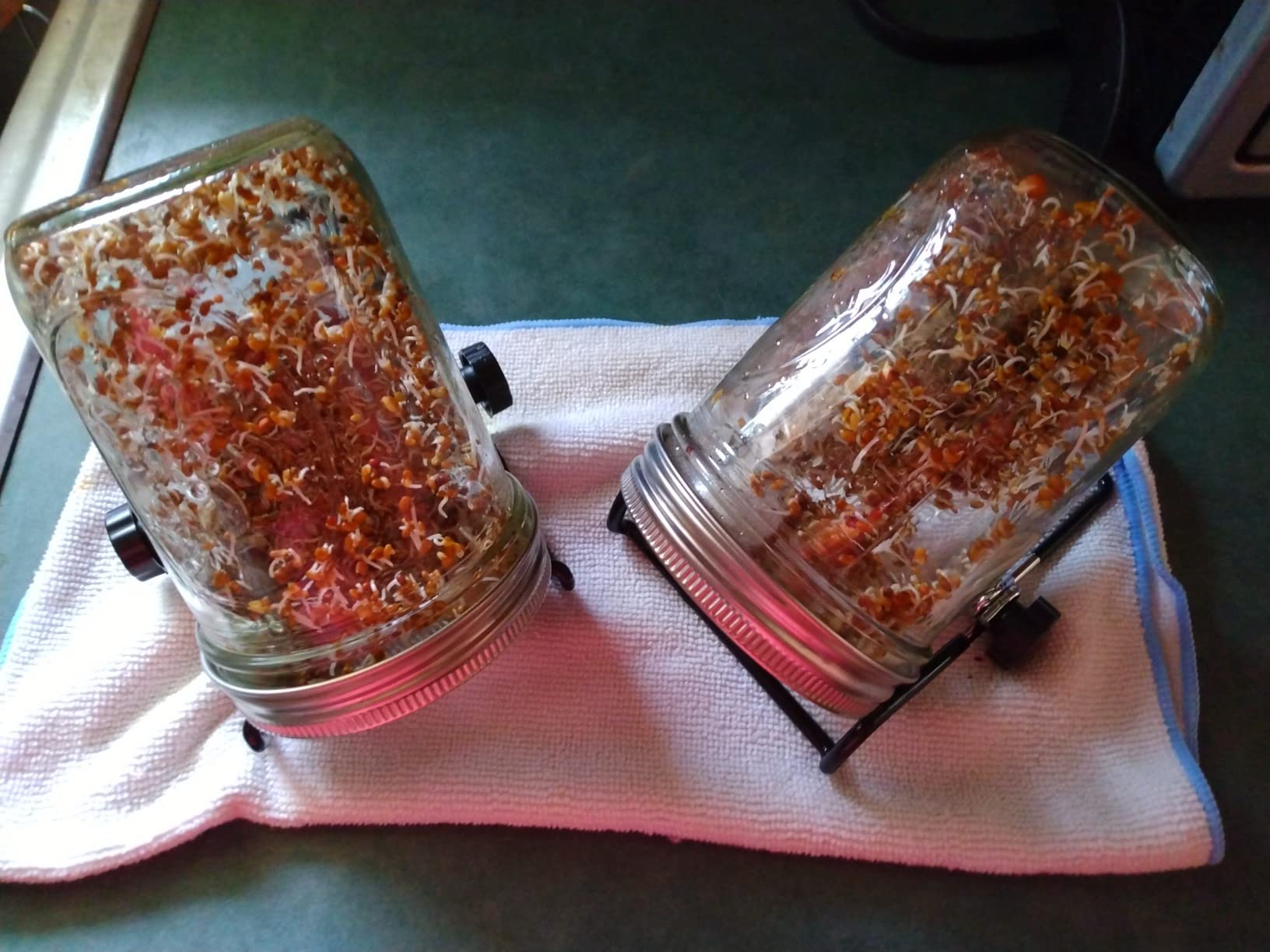 Sprouting Jar Lid (32oz Glass Jars) with 4 Pack Stainless Steel Sprouting Stands for Wide and Wide Mouth Mason Jar for Growing Organic Sprouts, Stainless Steel customer photo 2