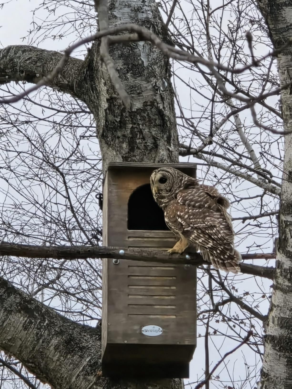 JCs Wildlife Barred Owl House Nesting Box, Recycled Poly Lumber Owl Box for Outside, Predator Guard, Pine Shavings Included, Made in USA customer photo 1