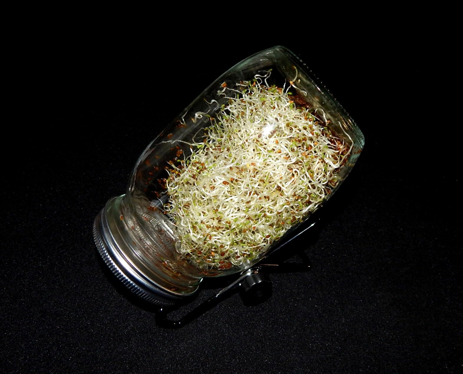 Sprouting Jar Kit, Wide Mouth Quart Mason Jars with Screen Sprout Lids & Stand, Seeds Germination Growing Kit, Seed Sprouter Set for Growing Organic Broccoli Alfalfa Mung Microgreens Bean (1Pack) customer photo 1