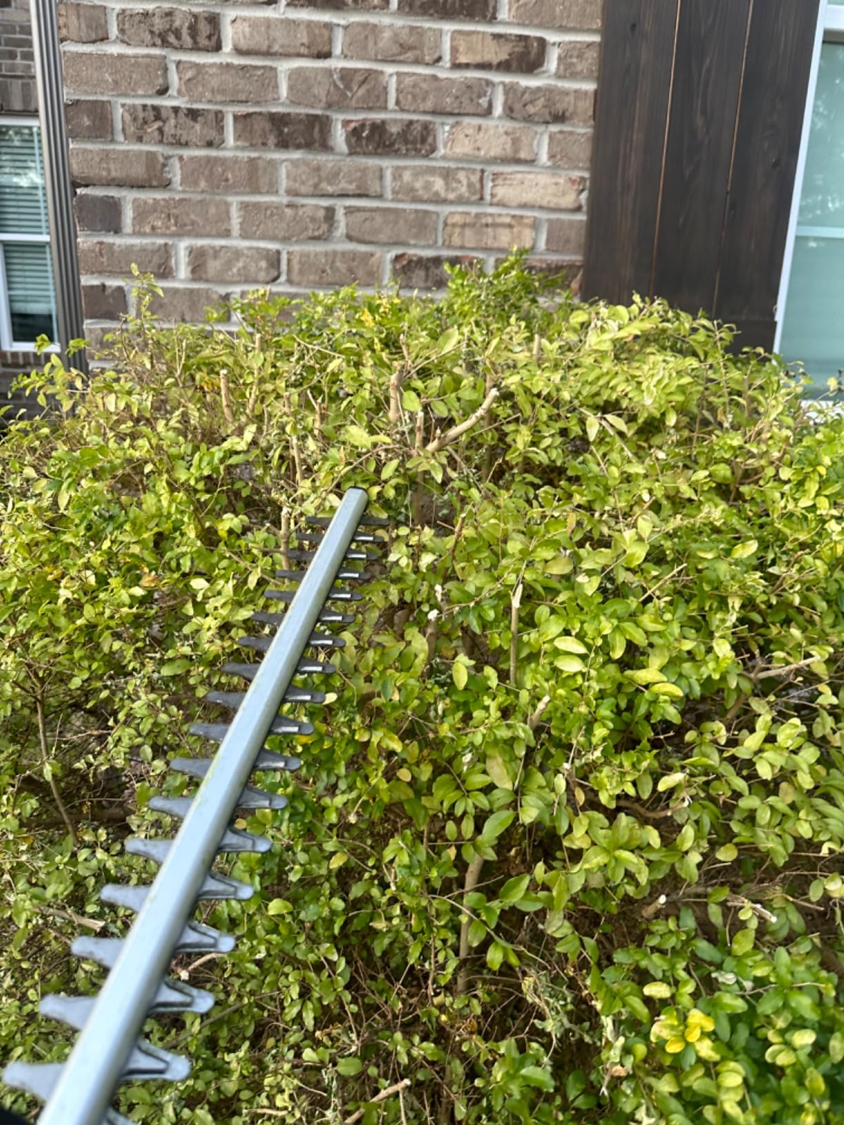 MZK 20V 22-Inch Cordless Hedge Trimmer with 2 x 4Ah Batteries customer photo 1