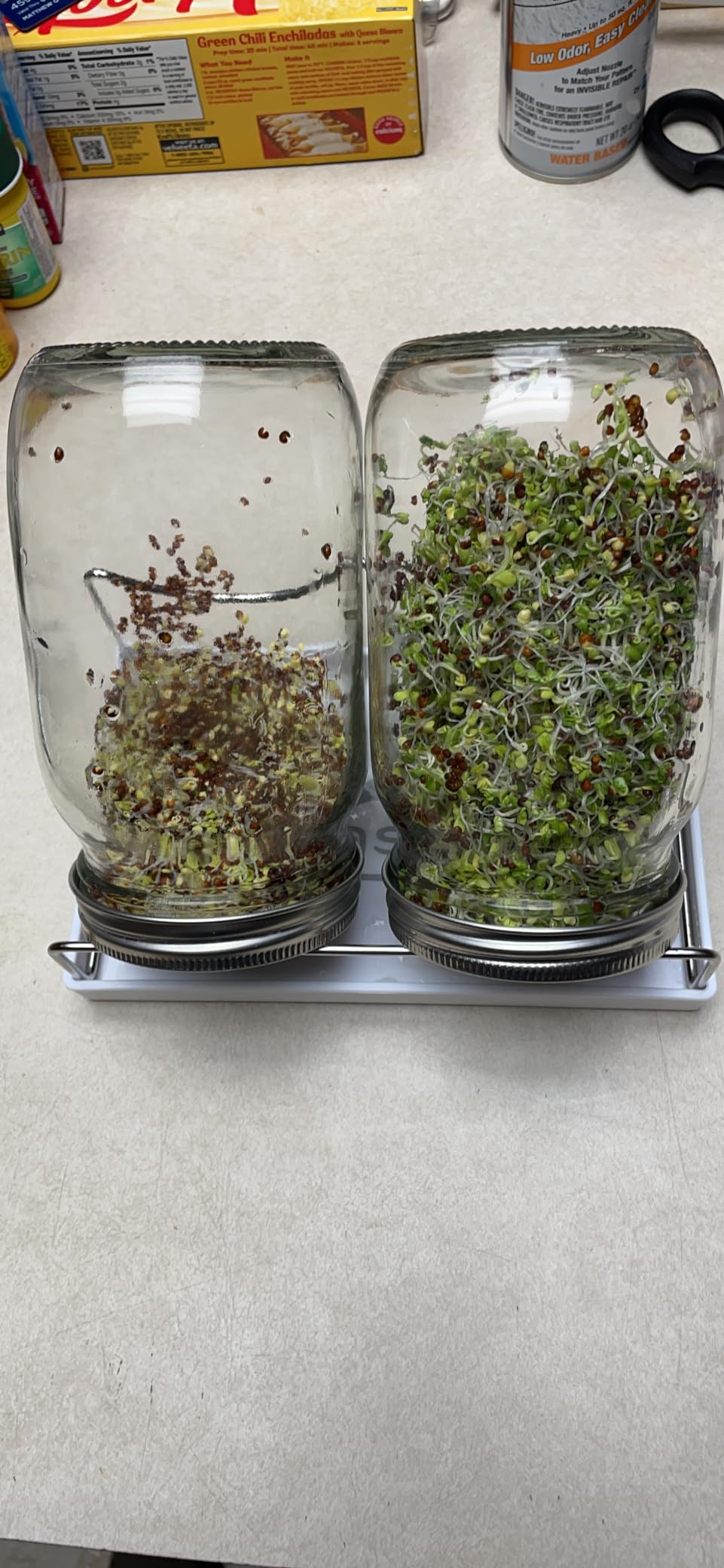 Sprouting Jar Kit-2 Wide Mouth Quart Mason Jars with 316 Stainless Steel Screen Sprout Lids, Drip Tray, Stand | Seed Sprouter Set for Growing Broccoli, Alfalfa, Mung Bean customer photo 1