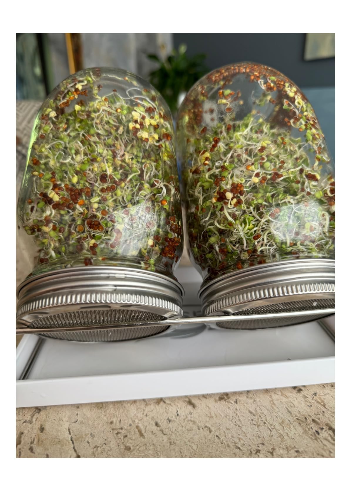 Sprouting Jar Kit-2 Wide Mouth Quart Mason Jars with 316 Stainless Steel Screen Sprout Lids, Drip Tray, Stand | Seed Sprouter Set for Growing Broccoli, Alfalfa, Mung Bean customer photo 2