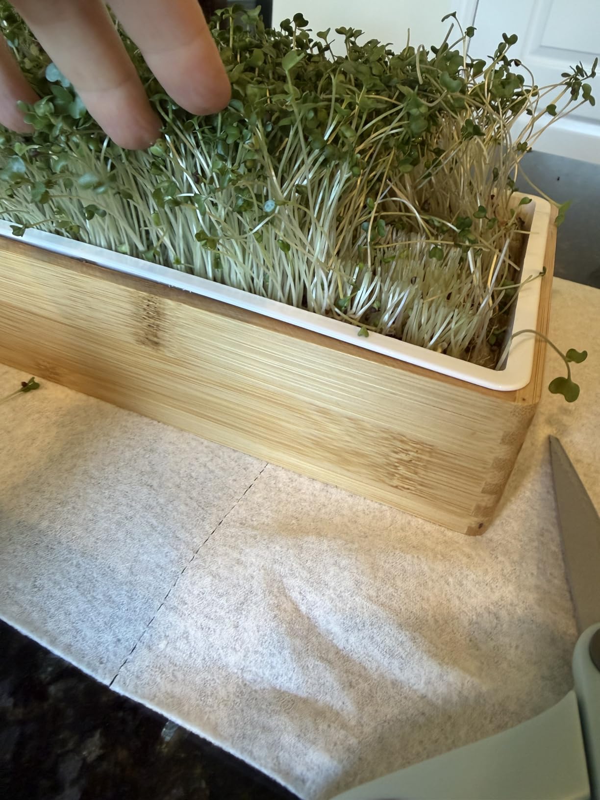 Microgreens Growing Kit - Self-Watering Tray with US Premium Seeds customer photo 2