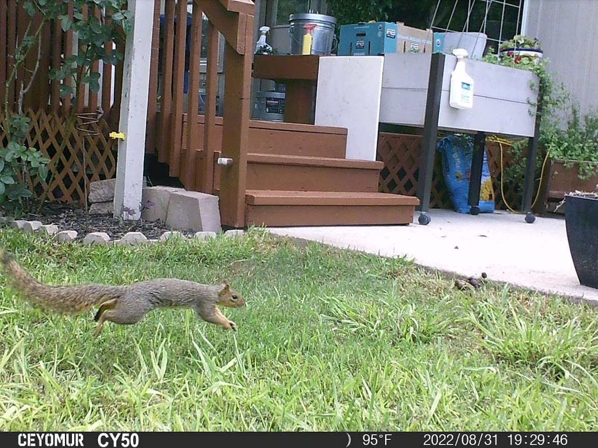 CEYOMUR Trail Camera, 36MP HD Trail Cam with Night Vision Motion Activated | 850nm IR LEDs, IP66 customer photo 1