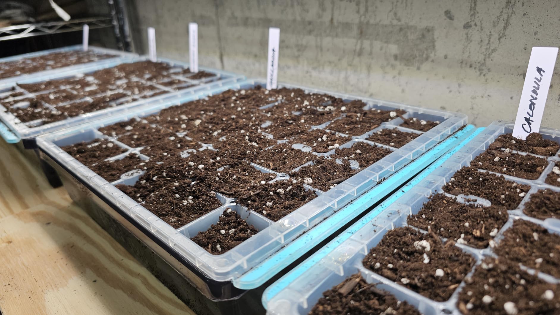 Burpee SuperSeed 36-Cell Reusable Seed Starting Tray for Indoor Seedlings customer photo 1