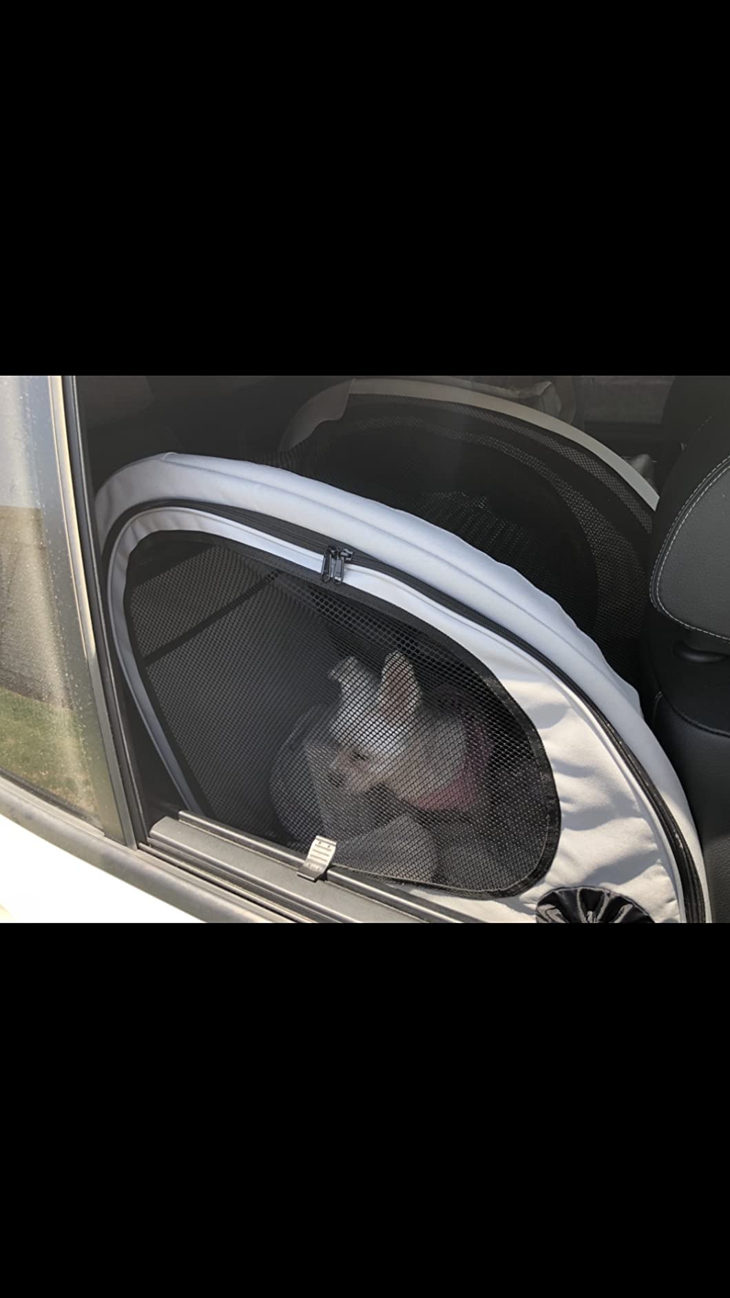 PetSafe Happy Ride Collapsible Travel Dog Crate | Mesh Sides for Ventilation, 2 Entry Doors, Removable Washable Fleece Pad Cover, Folds Flat for Storage, For Pets Up to 60 Lb customer photo 1