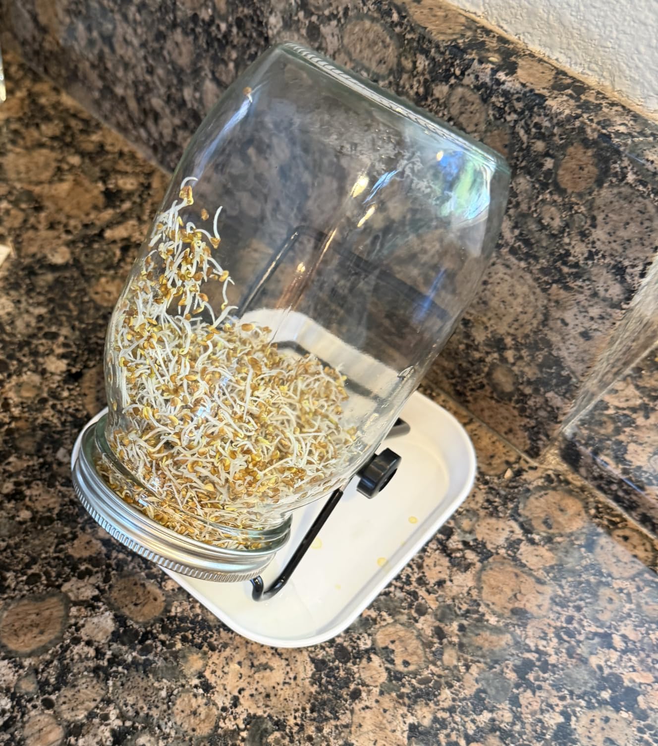 Lulonpon 2pcs Sprouts Growing Jar Kit, Wide Mouth Quart Mason Jars with Stainless Steel Screen Sprout Lids, 86mm,1000ml,Stand,Tray and Canning Brush,Seed Sprouter Set for Broccoli, Alfalfa, Mung Bean customer photo 2