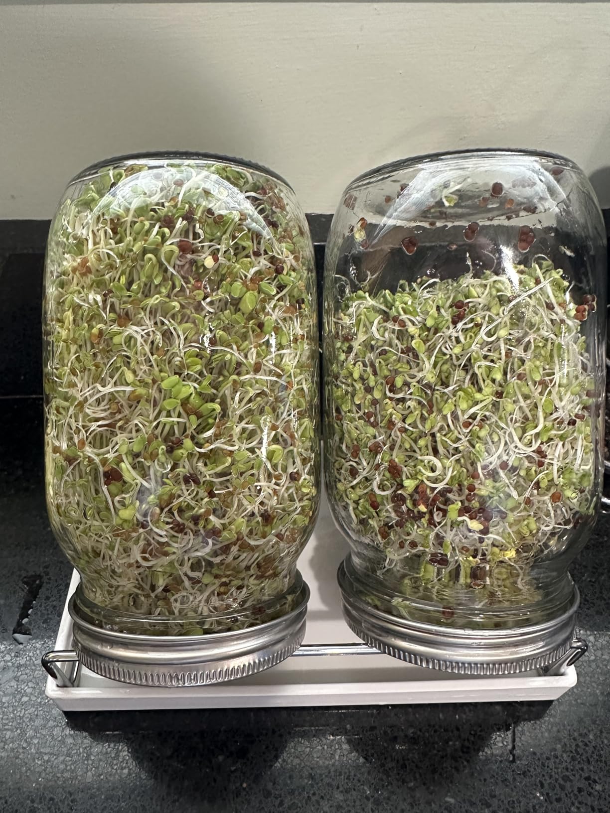 Premium Sprouting Jar Kit 2-Wide Mouth Mason Jars with Mesh Sprout Lids customer photo 2