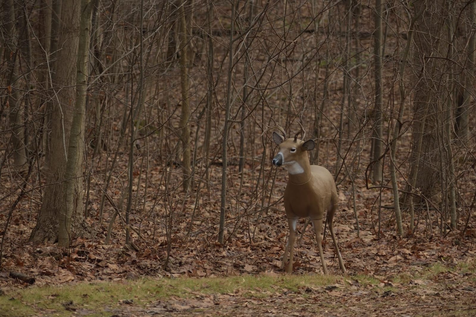 Flambeau Outdoors 5965SB Scrapper Buck - Masters Series Deer Decoy customer photo 1