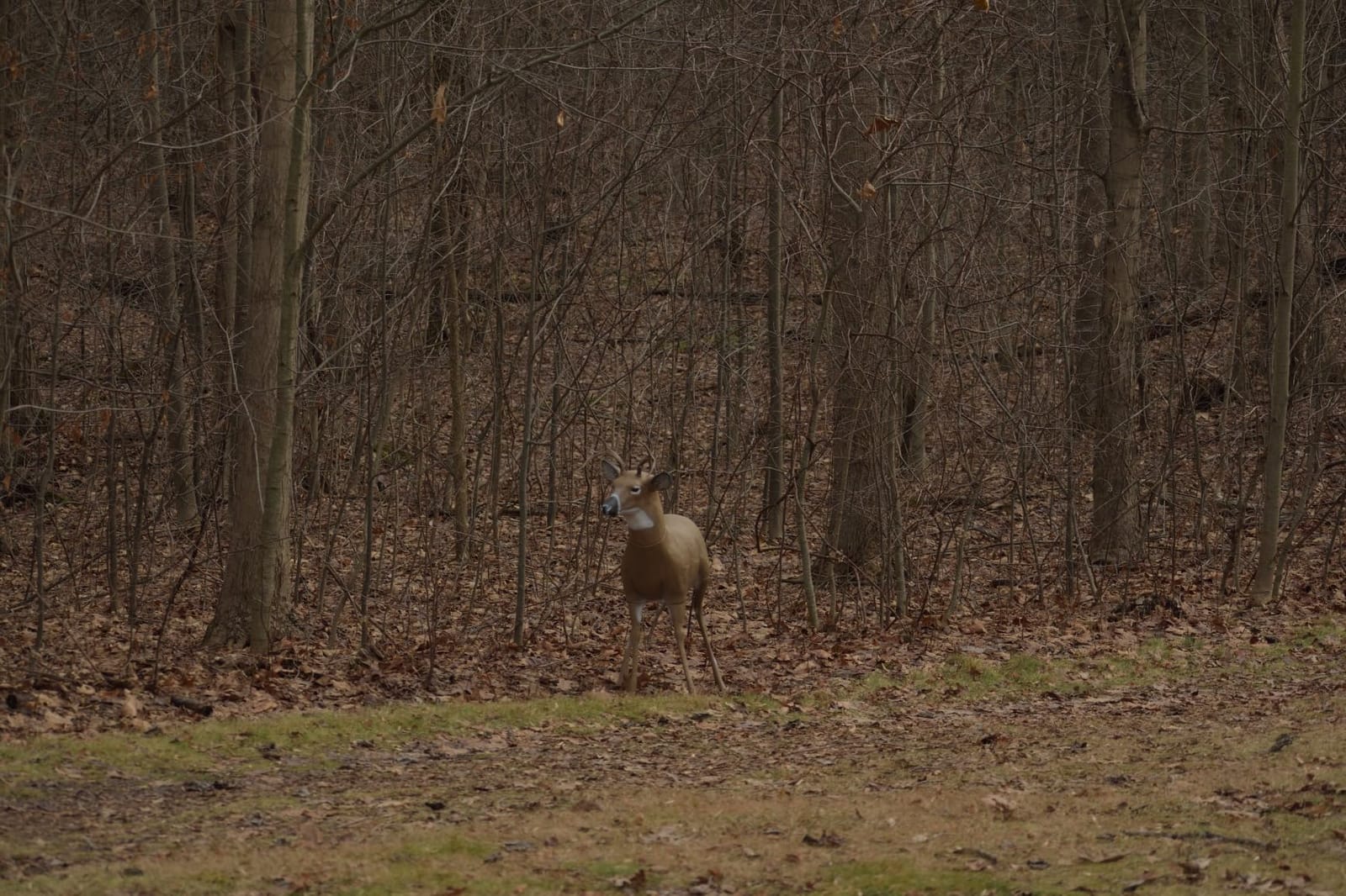 Flambeau Outdoors 5965SB Scrapper Buck - Masters Series Deer Decoy customer photo 2