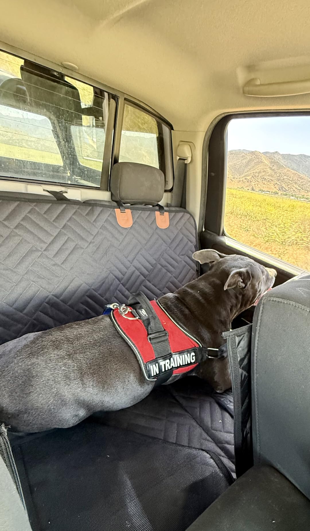 YJGF Hard Bottom Dog Car Seat Cover for Back Seat, Seat Extender for Dogs | Strong Support, More Rest Space, Waterproof, Scratch Resistant, Car Seat Protector, Dog Hammock for Car/SUV/Small Truck customer photo 2