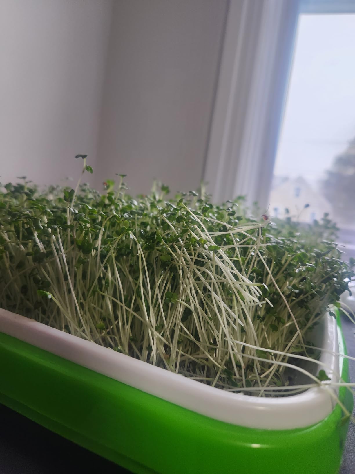 Legigo 10 Pack Seed Sprouter Trays, Microgreens Growing Trays Kit customer photo 1